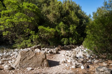 Sardinya 'nın Baunei yakınlarındaki Akdeniz ormanlarında geniş taşlar ve yoğun yeşil çalılarla kaplı engebeli bir patika esiyor. Parlak güneş ışığı, açık mavi gökyüzünün altındaki kaya ve yaprakların dokusunu güçlendirir..