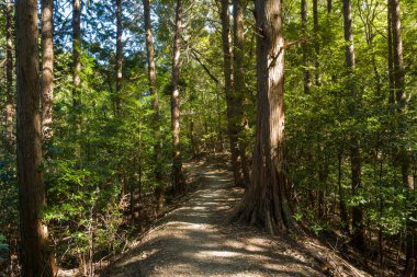 Bereketli yeşil ormandaki uzun ve düz ağaçlar arasında güneş ışığıyla aydınlanan sakin bir toprak yol. Sahne sessiz ve sakin, doğal dokular ve noktalı ışıkla sakin bir atmosfer yaratıyor..