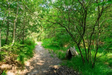 Dampierre en Burly 'deki Chemin des trois kaynaklarının yakınlarındaki uzun ağaçlar ve yoğun yeşil çalılıklar tarafından çevrelenmiş bereketli ormanlık alanlarda güneşli bir toprak yol esiyor. Parlak ışık yapraklı gölgeliklerden süzülerek sakin bir doğal manzara yaratır..