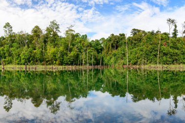 Panoramic view of lush tropical forest lining the edge of Nam Theun 2 reservoir, with tall tree trunks and vibrant greenery mirrored in calm, clear water. The scene features a blue sky with scattered clouds and a tranquil, natural atmosphere in