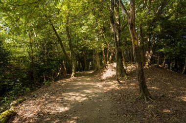 Kyoto yakınlarındaki Daimonji Dağı 'ndaki yapraklı ormanlık arazide, ağaçların arasından süzülen ve yumuşak gölgeler bırakan güneşli bir toprak yol yavaşça kıvrılır..