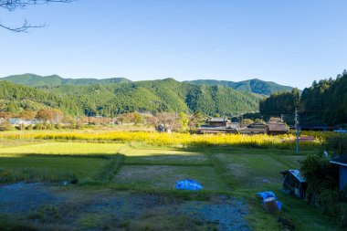 Canlı sarı pirinç tarlaları Japonya 'nın Chikatsuyu kentindeki geleneksel evlere doğru uzanıyor ve arka planda açık mavi bir gökyüzünün altında yükselen orman dağları var. Parlak güneş ışığı ve uzun gölgeler sakin bir kırsal ortam yaratır..