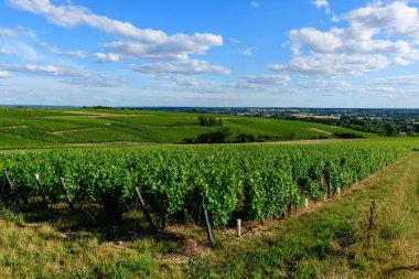 Geniş yeşil üzüm bağları Pouilly sur Loire 'da dağınık bulutlarla birlikte parlak mavi bir gökyüzünün altında yuvarlanan tepeler boyunca uzanır. Sahne güneşli, açık ve canlı yaz gelişimiyle dolu..
