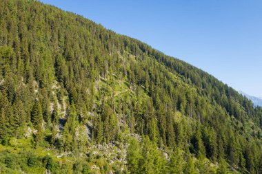 Uzun kozalaklı ağaçlarla kaplı yoğun bir yamaç keskin bir şekilde yükselir, açık mavi gökyüzü ve yeşil alandan görünen engebeli araziyle parlak güneş ışığıyla yıkanır..