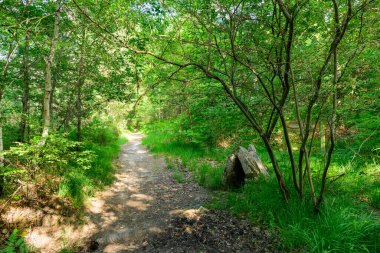 Güneşli bir orman yolu, sık yeşil yaprakların arasından esiyor, yıpranmış taş bir yapı ve Dampierre en Burly yakınlarındaki yolun kenarına yerleştirilmiş ahşap bir tabela ile. Parlak yaz ışığı yapraklı zeminde benekli gölgeler yaratır..