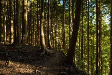 Uzun, ince sedir ağaçlarıyla kaplı bir orman yamacı boyunca dar bir toprak yol esiyor, benekli güneş ışığı gövdeleri aydınlatıyor ve karmaşık gölgeler bırakıyor. Huzurlu orman sahnesinde ortaya çıkan kökler ve yemyeşil yapraklar yer alıyor..
