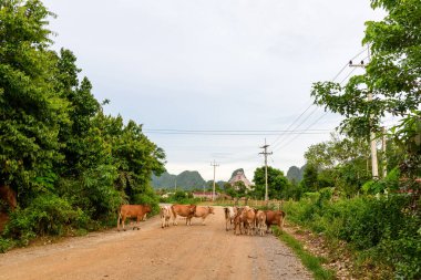 Laos 'un Vang Vieng kentinin kırsalında yemyeşil bitki örtüsü ve elektrik hatlarıyla çevrili sessiz bir çakıl yolunda bir inek sürüsü duruyor. Kireçtaşı tepeleri solgun, bulutlu bir gökyüzünün altında yükselir ve doğal olarak huzurlu bir kırsal manzara yaratır.