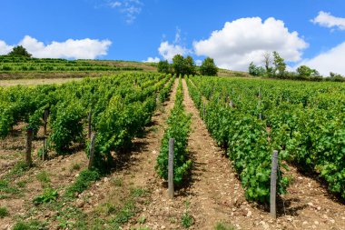 Parlak mavi bir gökyüzü altında kayalık toprak ve Pouilly sur Loire 'da dağınık bulutlar ile güneş ışığıyla aydınlanan teraslar boyunca uzanan canlı asma sıraları. Manzara açık, taze ve yaz enerjisiyle dolu..