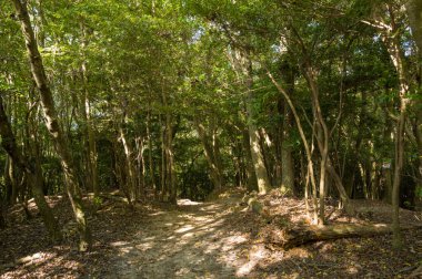 Kyoto yakınlarındaki Daimonji Dağı 'nda yapraklı orman yolu. Yoğun ağaç tepe örtüsünün arasından süzülen güneş ışığı ve yeryüzüne saçılmış düşen dallar. Sakin, doğal dokular ve sakin atmosfer huzurlu bir yürüyüş deneyimini çağrıştırıyor..