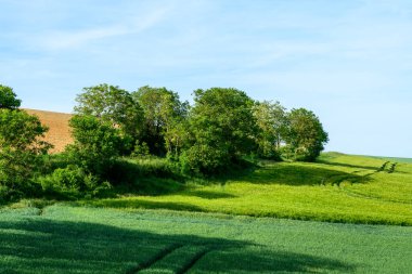 Yoğun yeşil ağaçlar, Cuncy les Varzy yakınlarındaki altın ve zümrüt tarlaları arasında canlı bir koruluk oluşturur. Yumuşak güneş ışığı, kırsal alanda yumuşak gölgeler bırakır..