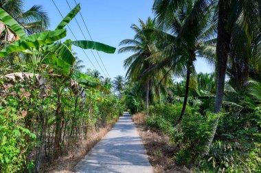 Yoğun hindistan cevizi palmiyeleri ve muz bitkilerinin altından geçen düz bir beton şerit Ben Tre, Mekong Delta, Güney Vietnam 'da bulunur. Parlak güneş ışığı yeşilliği aydınlatır ve berrak mavi gökyüzünün altında kırsal yolda kıtır kıtır gölgeler bırakır..