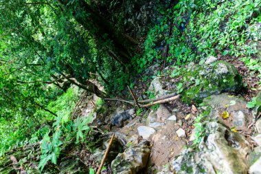 Yoğun tropikal bitki örtüsünün içinden geçen engebeli bir orman yolu yosun kaplı kayalar, çamurlu zemin ve dağınık bambu çubukları içeriyor. Yeşillik ve nemli dokular Güneydoğu Asya ormanlarının vahşi atmosferini çağrıştırıyor..