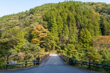 Kırsal ahşap bir köprü bir nehrin üzerinden geçer ve yemyeşil uzun ağaçlar ve sonbahar yapraklarıyla bereketli, güneşli bir ormana girer. Sahne sakin, canlı yeşillik ve doğal dokularla çevrili..