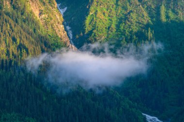Yoğun yeşil çam ağaçlarının üzerinde tek bir beyaz bulut süzülür. Güneşli bir dağ yamacında, çarpıcı dokuları ve sabah ışığıyla canlı manzarayı aydınlatır..