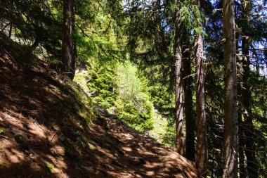 Alplerdeki yüksek yemyeşil ağaçların altında, sarp, gölgeli bir yamaç boyunca dar bir toprak yol kıvrılır. Güneş ışığı, orman zeminini aydınlatır ve ötesinde yemyeşil alanlar açar..
