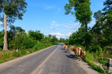 Bir grup inek, yoğun yeşil bitki örtüsü ve parlak mavi gökyüzünün altındaki uzun tropikal ağaçlarla çevrili sakin bir kır yolunda ilerliyorlar. Sahne, Laos kırsalındaki tipik bir kırsal yaşam anını canlı doğal çevresiyle yakalıyor.