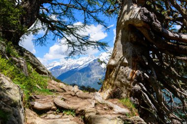 Güneşli bir dağ yolu eski, eğri büğrü ağaçlar arasında esiyor, açık kökler ve engebeli kayalar, canlı mavi bir gökyüzünün altındaki karlı tepelerin uzak bir görüntüsünü oluşturuyor..