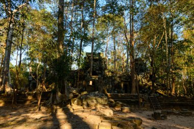 Ta Nei tapınağının yıpranmış taş yapıları, Angkor, Kamboçya 'daki benekli güneş ışığıyla aydınlatılan dağınık blokları ve açığa çıkmış kökleriyle uzun ağaçların arasında durmaktadır. Sessiz orman düzeni, antik duvarcılık ve doğal büyümenin etkileşimini vurguluyor.