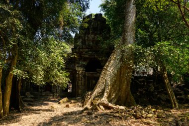 Dev ağaç kökleri, Kamboçya Angkor bölgesindeki Preah Khan tapınağının yıpranmış taş kapısından aşağı iniyor. Güneş ışığı yoğun yaprakların arasından süzülür, dağınık duvarların altını çizer ve orman ile tarihi kalıntıların birleşmesini sağlar..