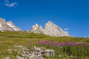 Canlı mor ateş otu kümeleri, derin mavi bir gökyüzünün altındaki sarp, sivri dağ zirvelerine kurulmuş, kayalık bir alp çayırında çiçek açar. Manzara güneşli ve canlı, vahşi dokuları ve yüksek Alpler 'in açık alanını vurguluyor..