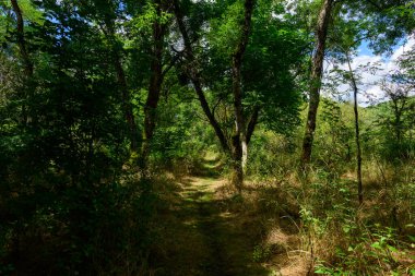 Loire Vadisi 'nin tenha bir ormanındaki uzun yapraklı ağaçların altında, yoğun yeşil yaprakların arasından süzülen ve yere lekeli gölgeler bırakan dar bir çim yolu esiyor. Atmosfer sakin, doğal ve sürükleyici..