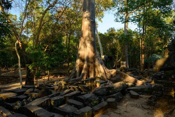 Angkor, Kamboçya 'daki Ta Nei tapınağının orman kalıntıları arasında dağınık taş blokları devasa ağaç kökleri kaplıyor. Sıcak güneş ışığı yoğun tepe örtüsünün içinden süzülerek bu sakin ormanlık alandaki antik duvarcılık ve doğal büyümenin etkileşimini vurgular.