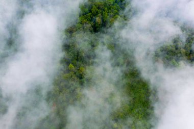 Yemyeşil bir orman tepe örtüsünün üzerinde dönen yoğun sisin havadan bakış açısı. Sahne, alçak bulutlar tarafından kısmen gizlenmiş canlı ağaç tepelerini vurguluyor, uzak bir doğal ortamda yumuşak ve sakin bir atmosfer yaratıyor..