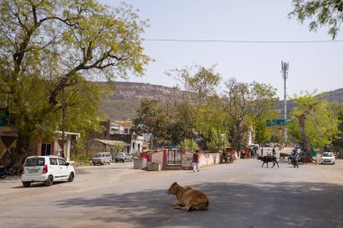 Chittorgarh, Hindistan - 21 Mart 2022: İnekler arabalarla, motosikletlerle, ağaçlarla, binalarla ve takviyeli bir yamaçla güpegündüz sokakta dinlenirken ve yürürken görülüyor.
