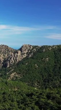 Korsika, Col de Bavella 'da berrak mavi gökyüzünün altında engebeli dağ tepeleri ve yoğun çam ormanlarının manzarası. Güney Fransa 'da doğal güzellik ve dramatik manzara.