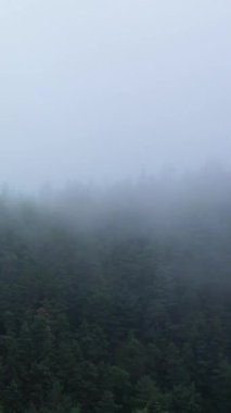 Pireneler 'in dağlarında yoğun sabah sisi ile kaplanmış yoğun orman gizemli ve sakin bir doğal manzara yaratıyor..