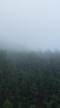 Pireneler 'de sabah sisinde örtülü yoğun çam ağaçları sakin ve gizemli bir doğal manzara yaratıyor..