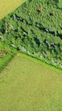 Fransa 'nın Morvan bölgesindeki yoğun çam ağaçları ve yeşil açıklıklar üzerinde insansız hava aracı vuruldu. Yeşillik ve doğal manzara yukarıdan görünüyor..