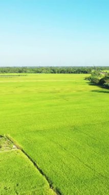 Can Tho, Vietnam 'ın kırsal kesiminde açık mavi gökyüzünün altında geniş yeşil pirinç tarlaları. Sakin tarım manzarası doğa, tarım ve sükunet kavramları için idealdir..