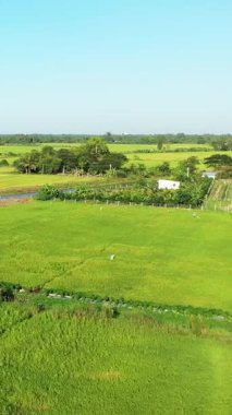 Canlı yeşil pirinç tarlaları, Vietnam, Can Tho 'nun kırsalında açık mavi bir gökyüzünün altında kırsal alana yayılıyor. Sulama kanalları ve dağınık ağaçlarla huzurlu bir tarım manzarası..