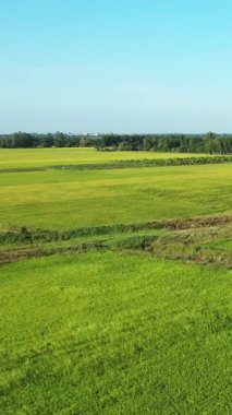Vietnam 'da, Can Tho kırsalında açık mavi gökyüzünün altında geniş yeşil pirinç tarlaları uzanır. Uzak ağaçları ve açık tarım arazileri olan sakin tarım manzarası.