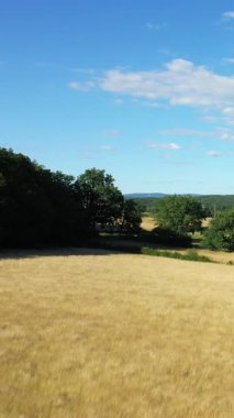 Altın tarlalar, dağınık ağaçlar ve Fransa 'nın Morvan kırsalında mavi bir gökyüzünün altında uzak bir çiftlik evi. Doğal yeşillik ve açık tarım arazisiyle huzurlu kırsal manzara.