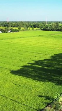 Vietnam 'da, Can Tho' nun kırsalında açık mavi gökyüzünün altında ağaçların ve uzak kırsal evlerin bulunduğu geniş yeşil alanlar..