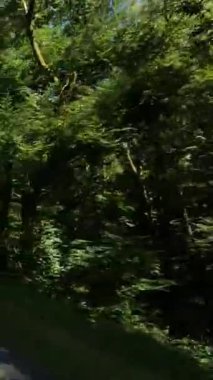 Güneş ışığı, Fransa 'nın Morvan bölgesinde sessiz bir yol boyunca yoğun yeşil ağaçların arasından süzülerek huzurlu bir doğal manzara yaratır..