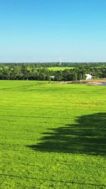 Can Tho, Vietnam yakınlarındaki kırsal alanda açık mavi bir gökyüzünün altında canlı yeşil pirinç tarlaları uzanıyor..