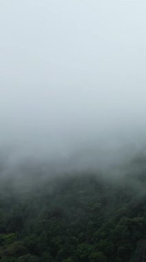 Yoğun sisle kaplı yoğun yeşil orman Vang Vieng, Laos yakınlarında gizemli ve sakin bir atmosfer yaratıyor..