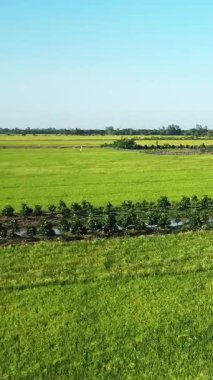 Geniş yeşil pirinç tarlaları ve sulama kanalları temiz mavi gökyüzünün altında, Can Tho, Vietnam kırsal arazisi boyunca uzanır. Geleneksel tarım ve doğal güzellik bu huzurlu kırsal bölgede vurgulanmıştır..