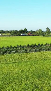 Canlı yeşil pirinç tarlalarının, sulama kanallarının ve temiz mavi gökyüzünün altındaki kırsal evin manzarası. Can Tho, Vietnam kırsalında..