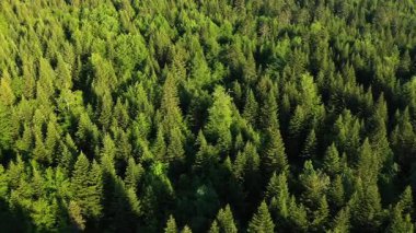Fransa 'nın Ardeche kırsalında yukarıdan görülen yemyeşil orman tepe örtüsü yoğun yaz yapraklarını ve doğal doğayı gözler önüne seriyor..