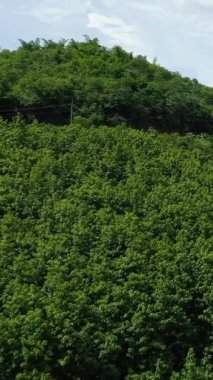 Luang Prabang ile Nong Khiaw, Laos arasındaki kırsal bölgedeki yeşil tepelerin ve dolambaçlı yolun manzarası, parçalı bulutlu bir gökyüzünün altında..