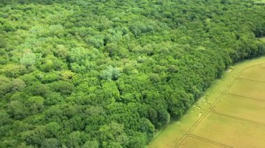 Fransız kırsalında yemyeşil ormanların altın tarlalarla buluşmasının insansız hava aracı görüntüsü. Doğal dokuları ve kırsal manzarası olan canlı yaz manzarası.