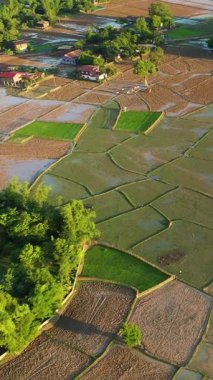 Lao kırsalındaki pirinç tarlalarının ve kırsal köyün insansız hava aracı görüntüleri, yemyeşil ve geleneksel evler görünür..