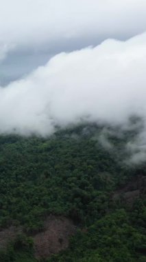 Puslu ve alçak bulutlarla kaplı yemyeşil orman Phnom Penh, Kamboçya yakınlarında ele geçirildi. Huzurlu ve atmosferik doğal manzara.