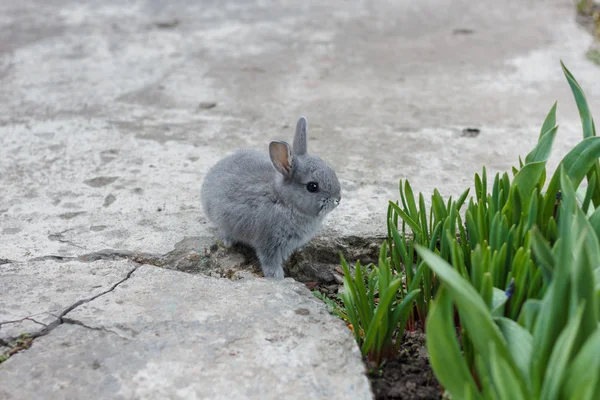 Kleines graues Kaninchen im Garten — Stockfoto