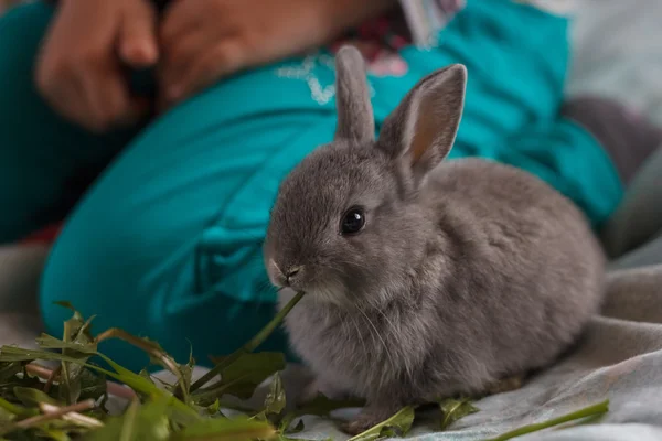 Маленький кролик їсть траву — стокове фото