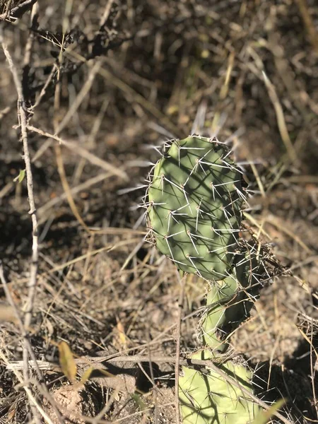 Cactus Impressionnant Pour Les Magazines Fonds Écran — Photo